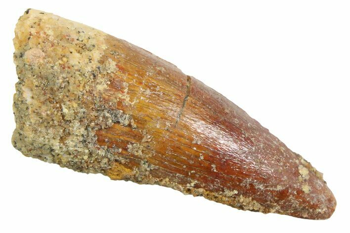Juvenile Fossil Spinosaurus Tooth - Real Dinosaur Tooth #354829
